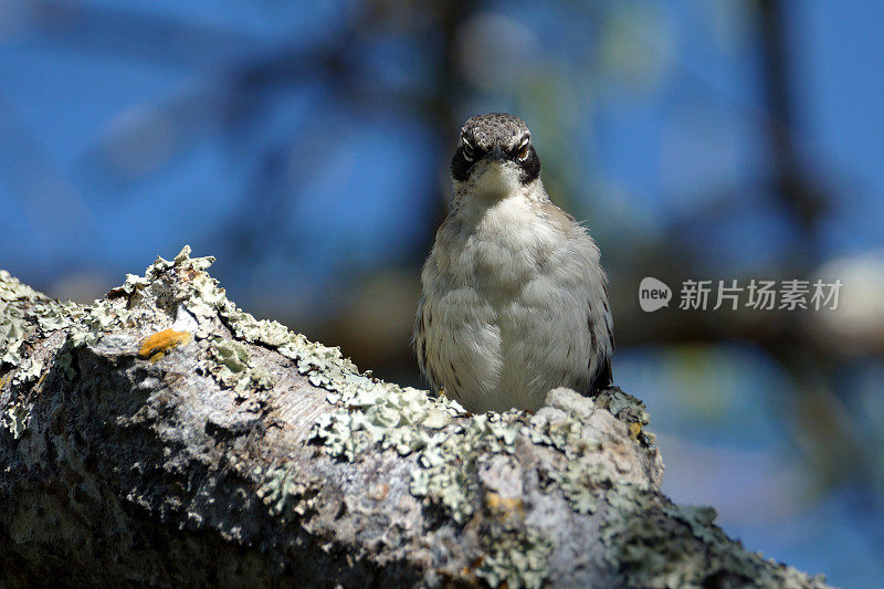 加?mockingbird付款