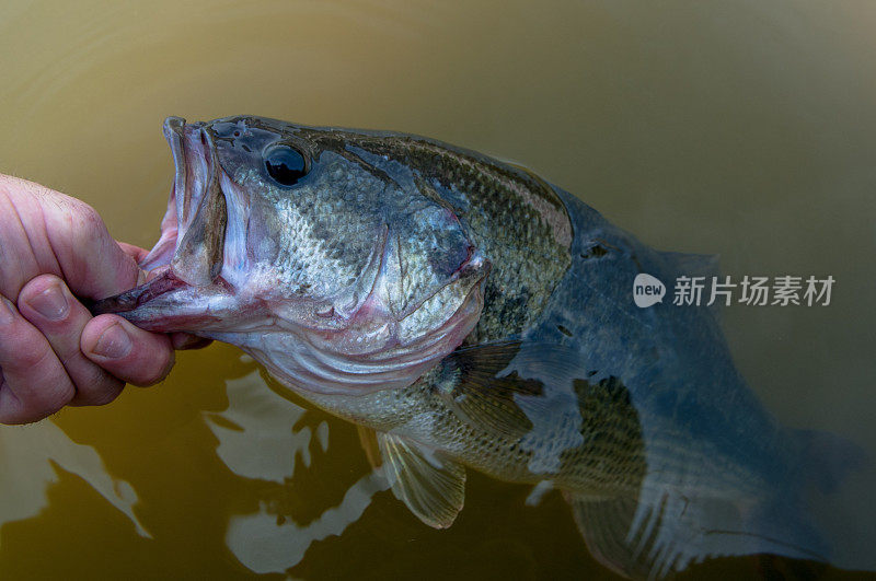 大嘴鲈鱼