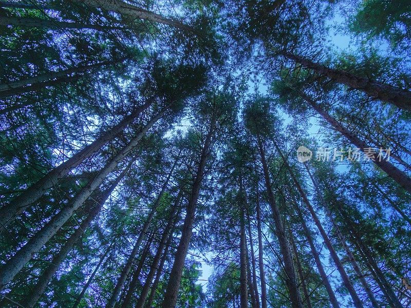 低角度松树顶森林，黄昏，麦克沃斯岛，缅因州