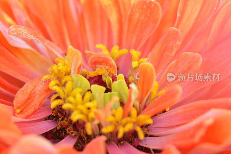 Zinnia在宏观