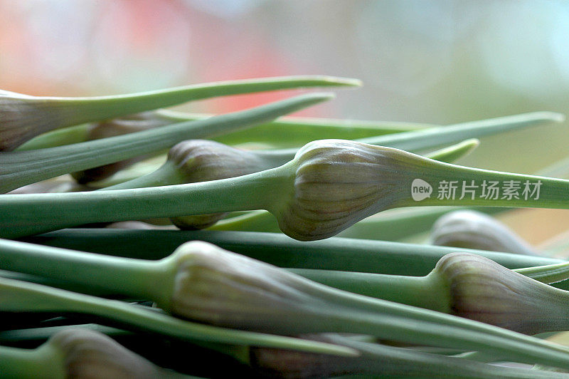 新鲜大蒜芽