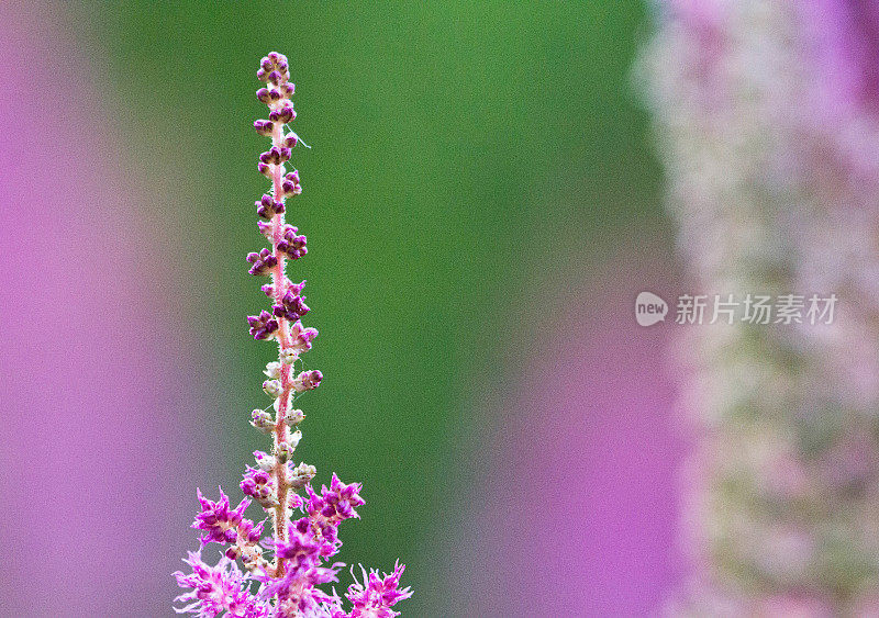 尖端d’astilbe