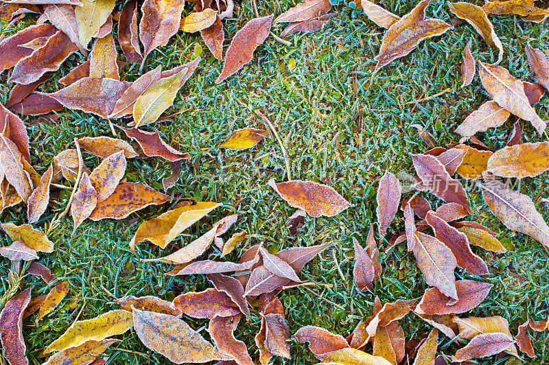 冰冻的秋叶和草