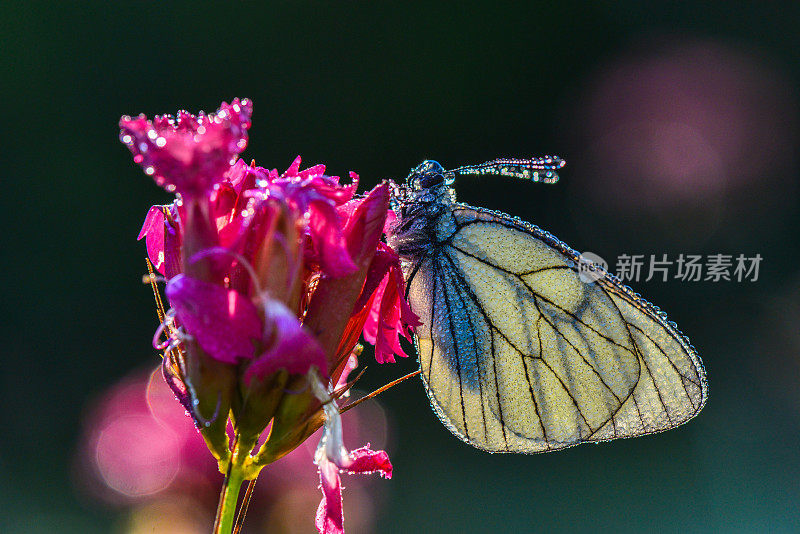 花上的蝴蝶