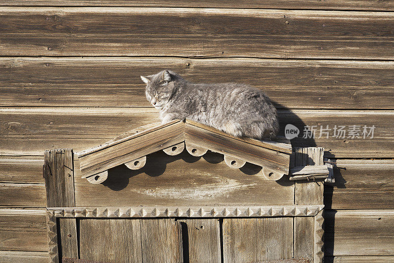 大猫在老木屋的窗户上