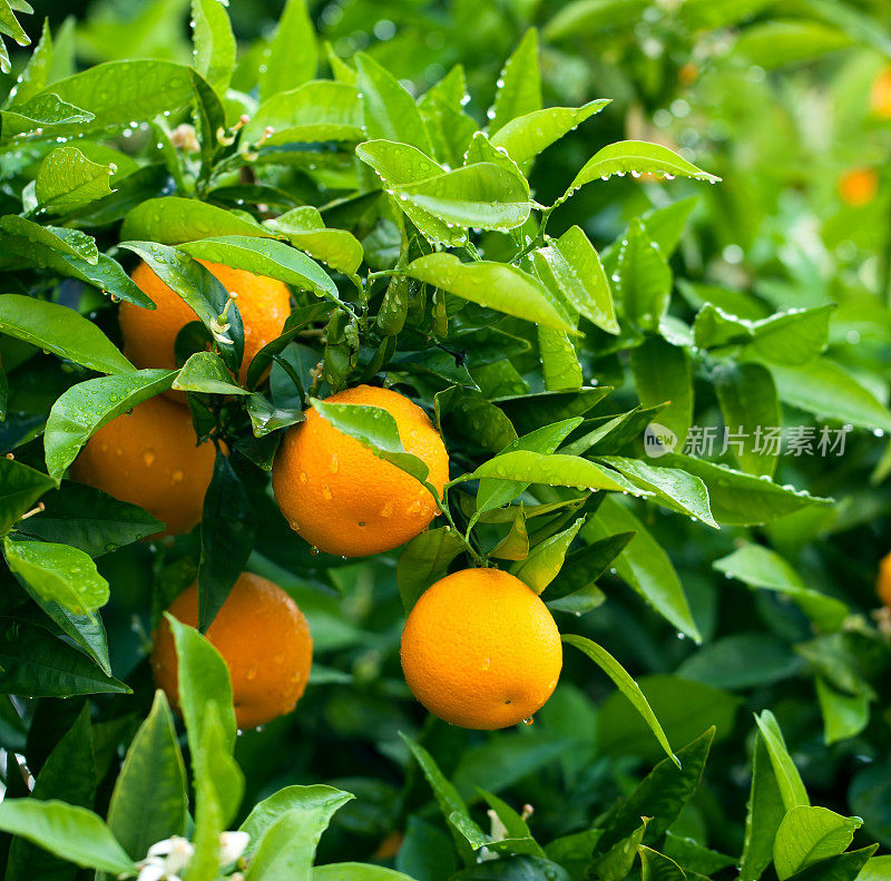 成熟的橙子挂在树上