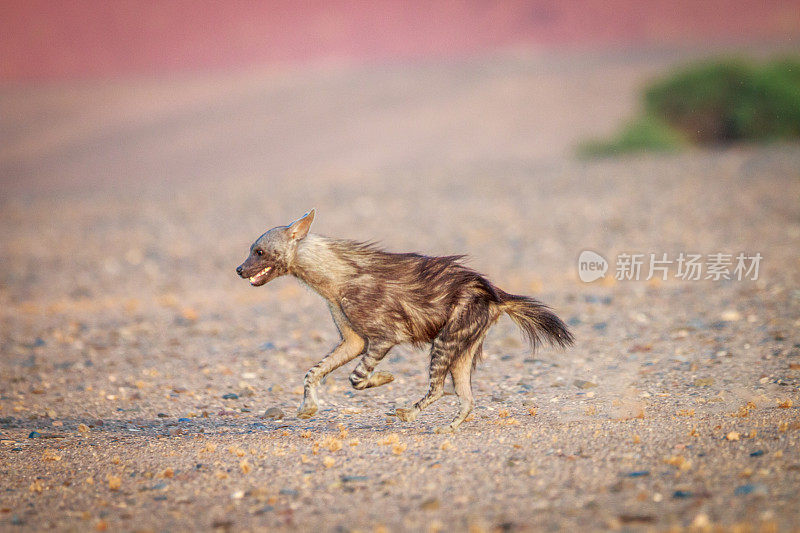 棕色鬣狗在沙漠中奔跑。