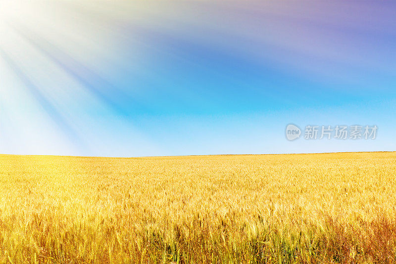 蓝天下灿烂阳光下的麦穗