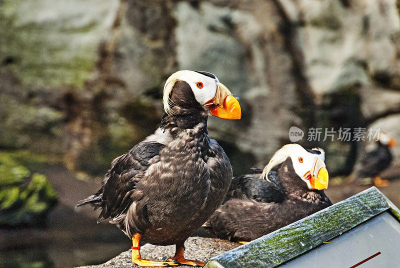 俄勒冈海岸的彩色海雀