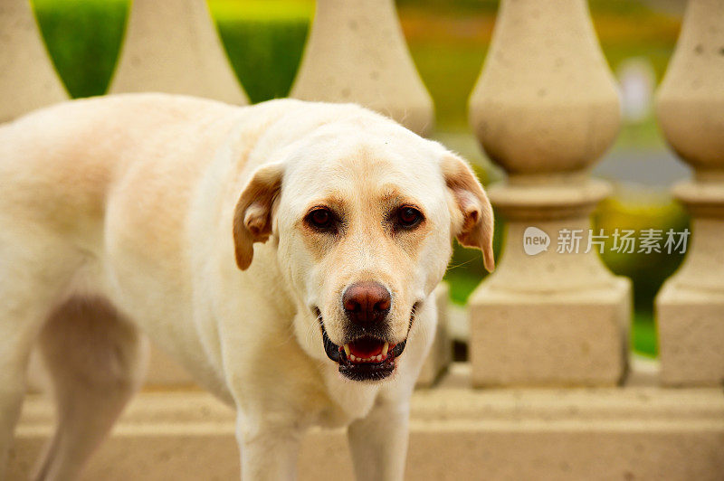 拉布拉多寻回犬