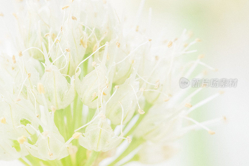 矾花自然背景