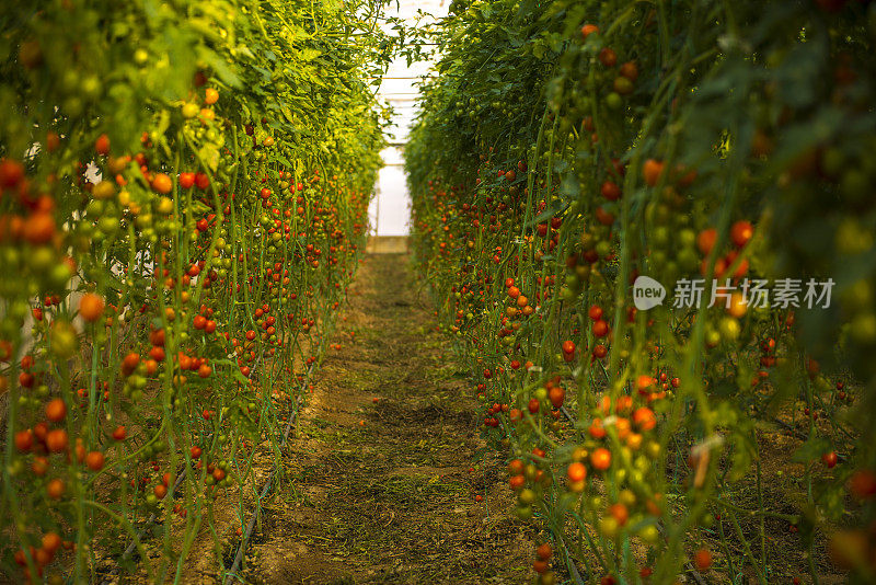 温室里的大群西红柿