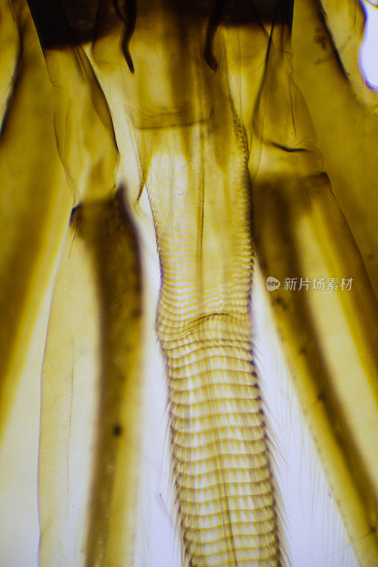 昆虫切片显微图像