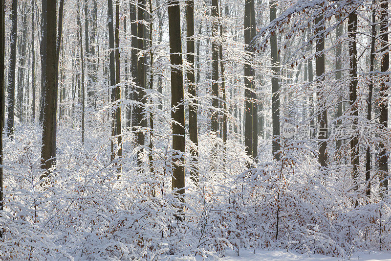 下雪的森林