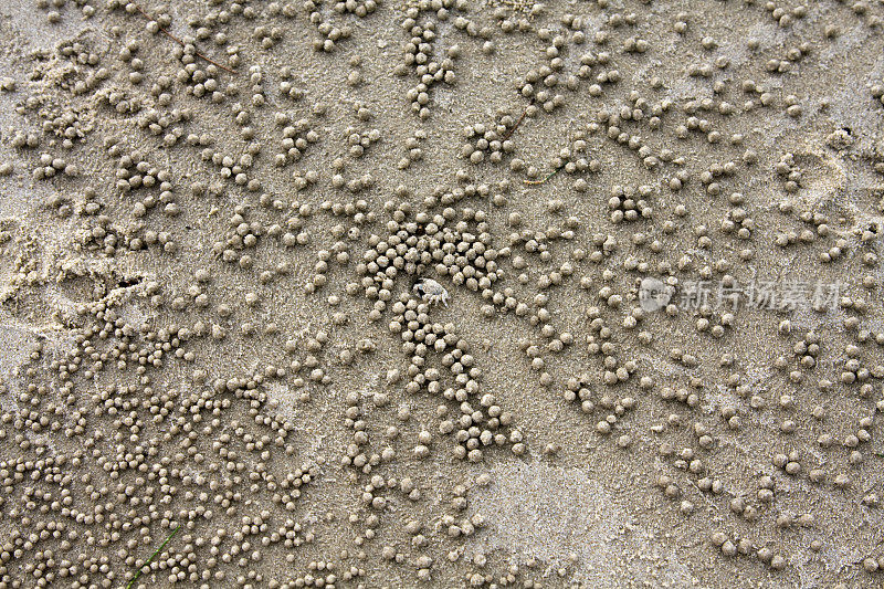 蟹洞周围是挖出来的沙球