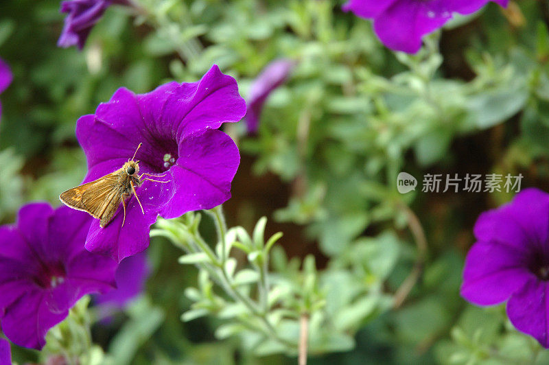 紫色波浪牵牛花和蝴蝶