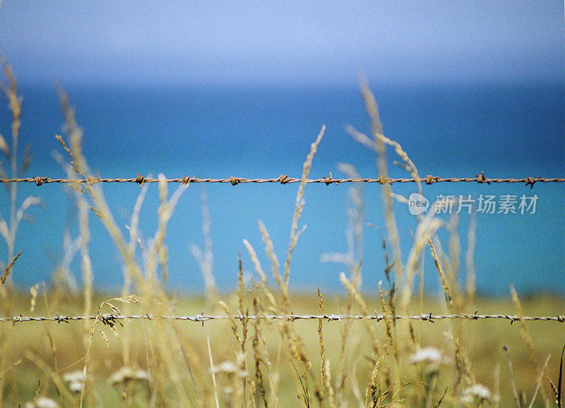 带刺的海洋