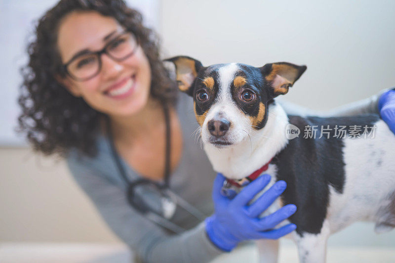 女兽医在检查期间抱着一只宠物狗