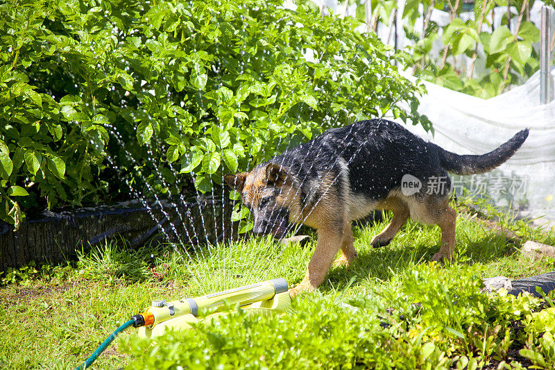 德国牧羊犬小狗玩耍