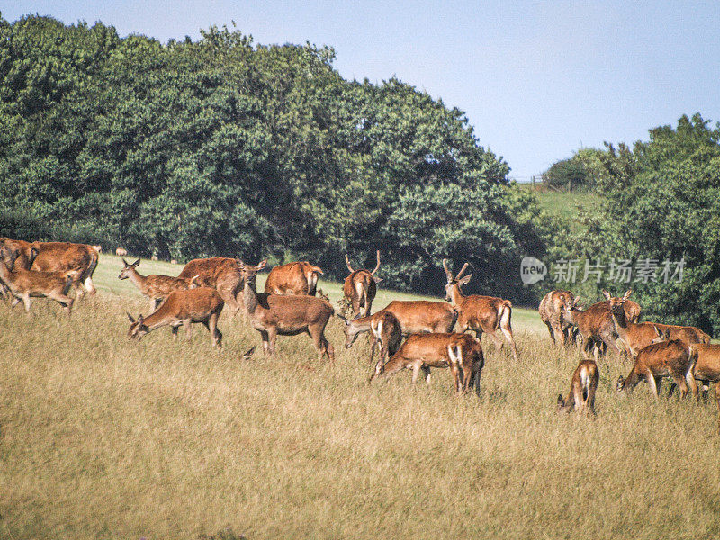英格兰德文郡的鹿