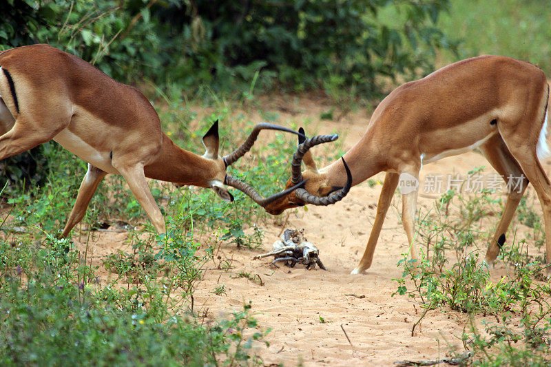 博茨瓦纳:丘比国家公园里，年轻的黑斑羚在相互角力