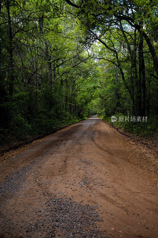 自然树隧道