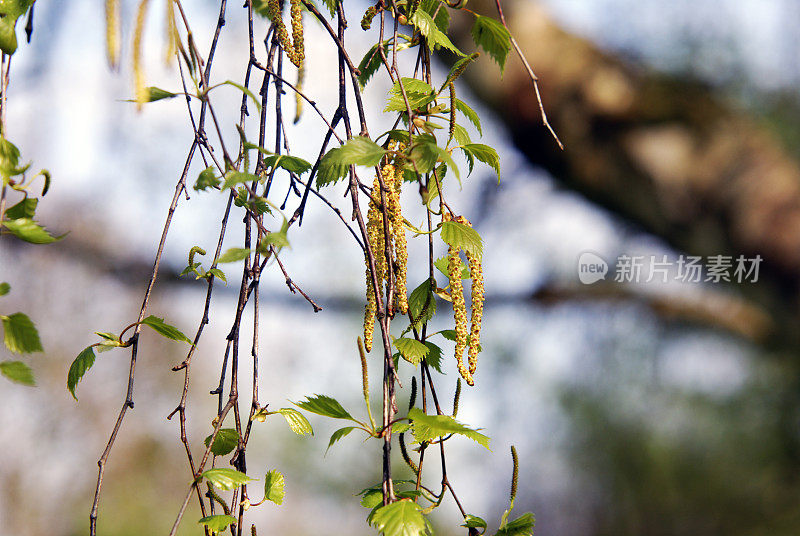 柔荑花序的桦树