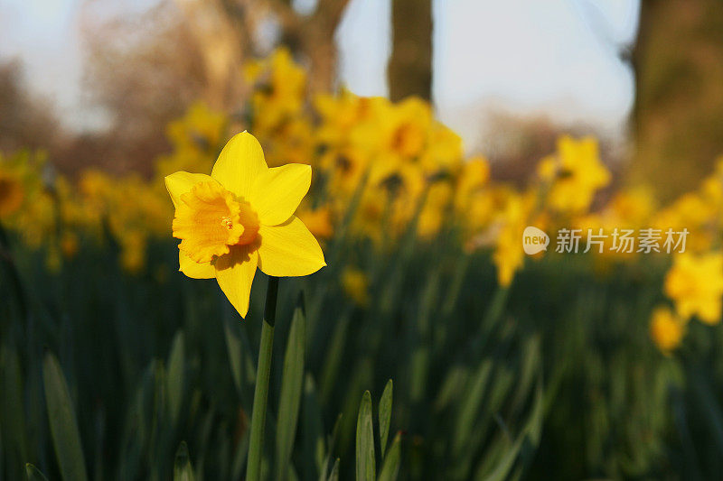 水仙花在春天