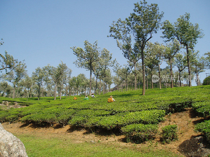 茶叶种植园，穆纳尔，喀拉拉邦，南印度