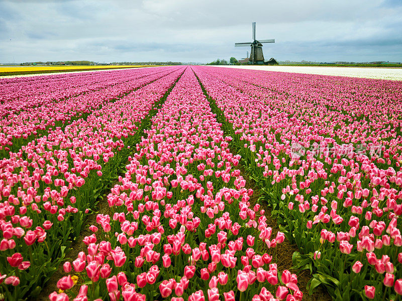荷兰在春天