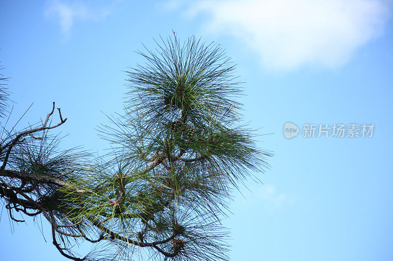 水平松枝