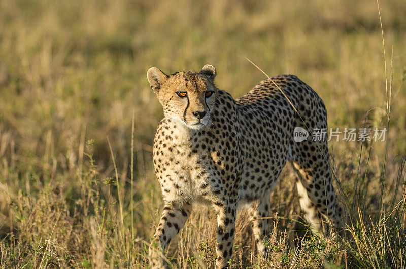 野生猎豹坐在Safari车顶的特写