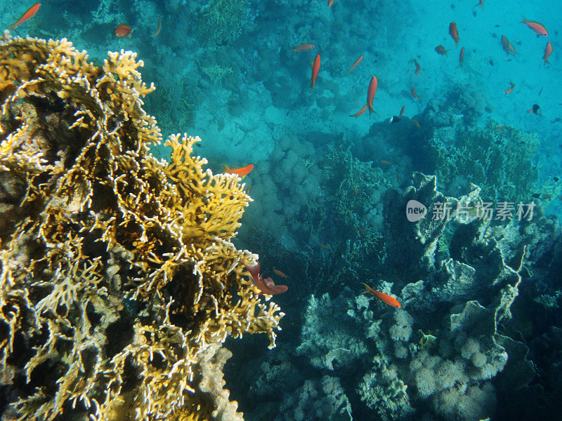 红色的海洋生物