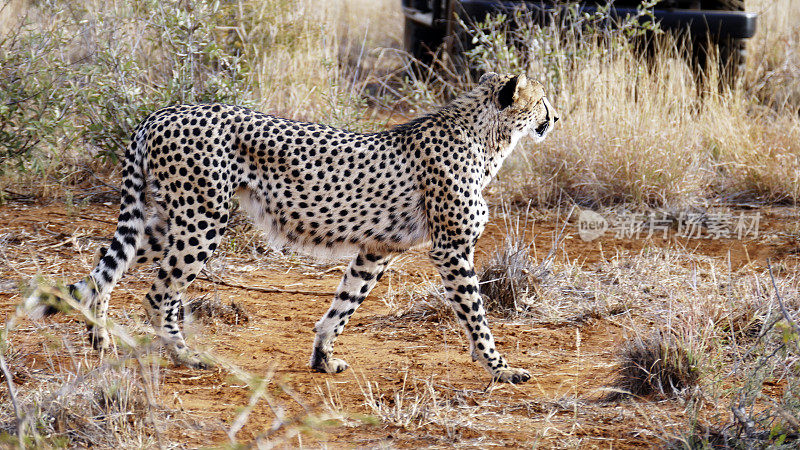 南非马迪克威，猎豹在它的自然栖息地行走