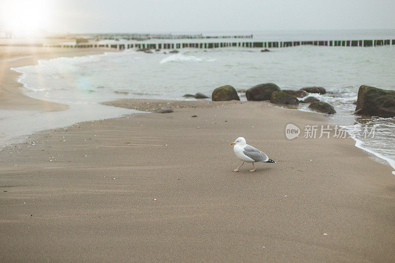 海鸥在海滩上散步