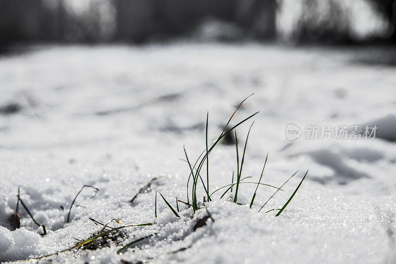 春天的花朵从雪地里冒出来