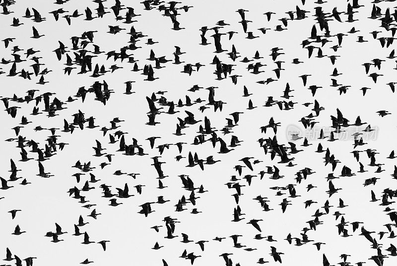 鸟群飞行的黑白图像