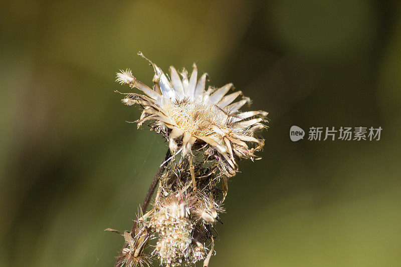 干燥的野花