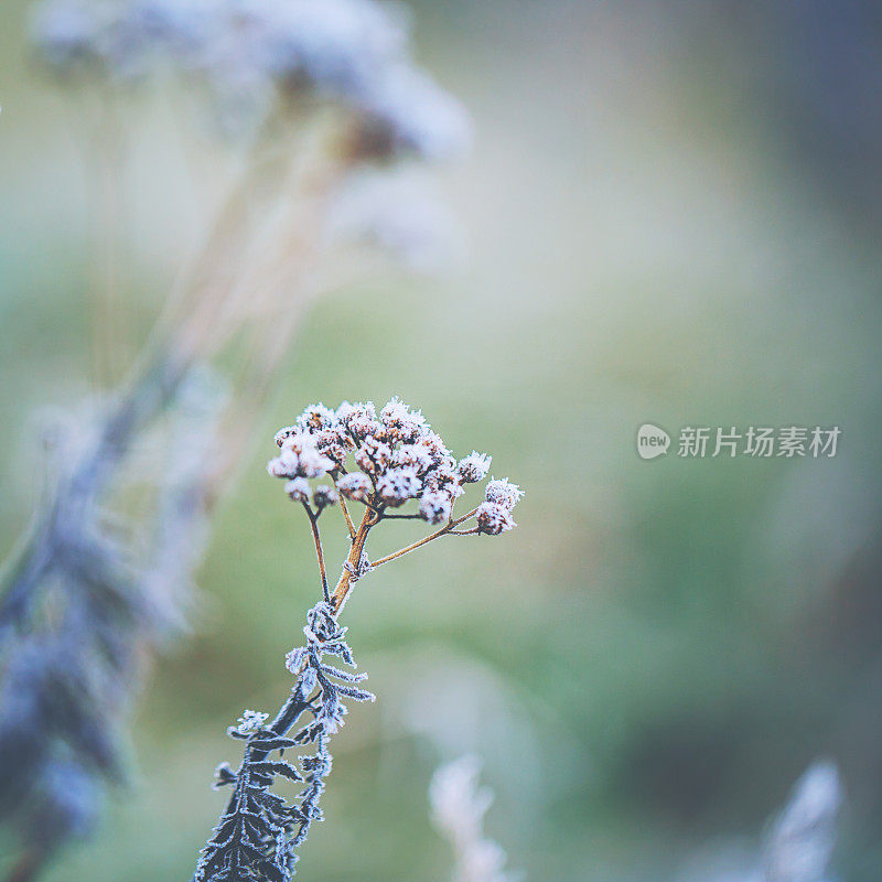 冬季冰冻植物