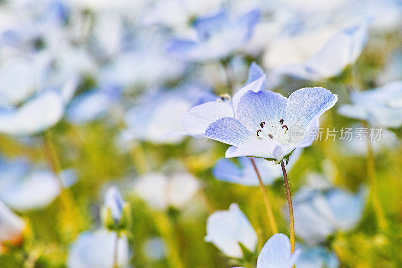 尼莫菲拉