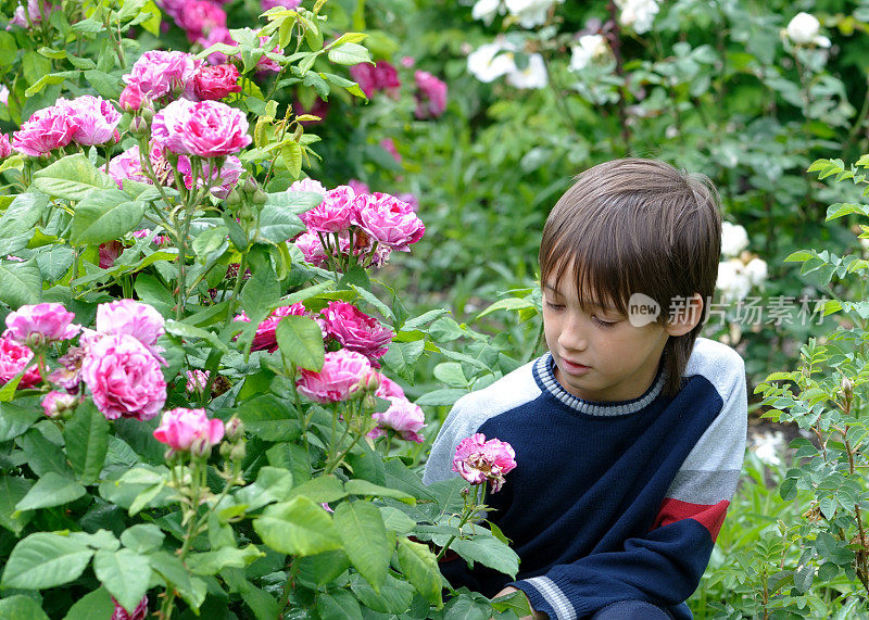 男孩欣赏花