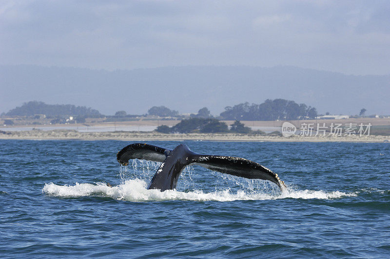 尾巴高出海面的座头鲸