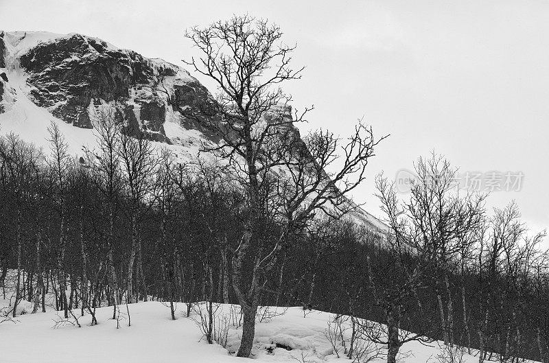 降雪期间森林和高山