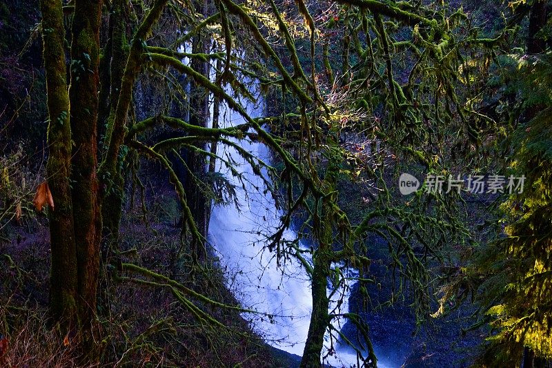 俄勒冈州的热带雨林