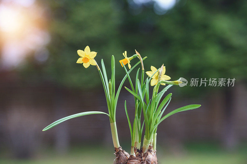 水仙花群