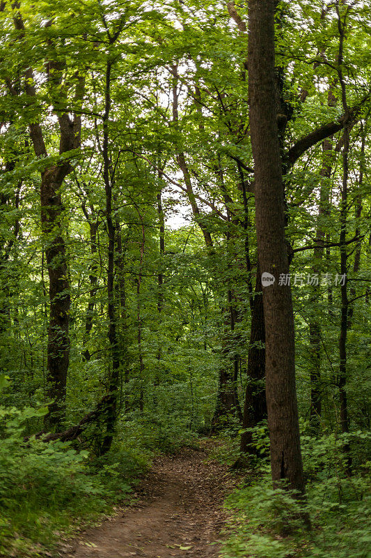 绿树成荫的公共公园，贝尔格莱德森林
