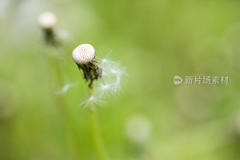 春天里有风的蒲公英