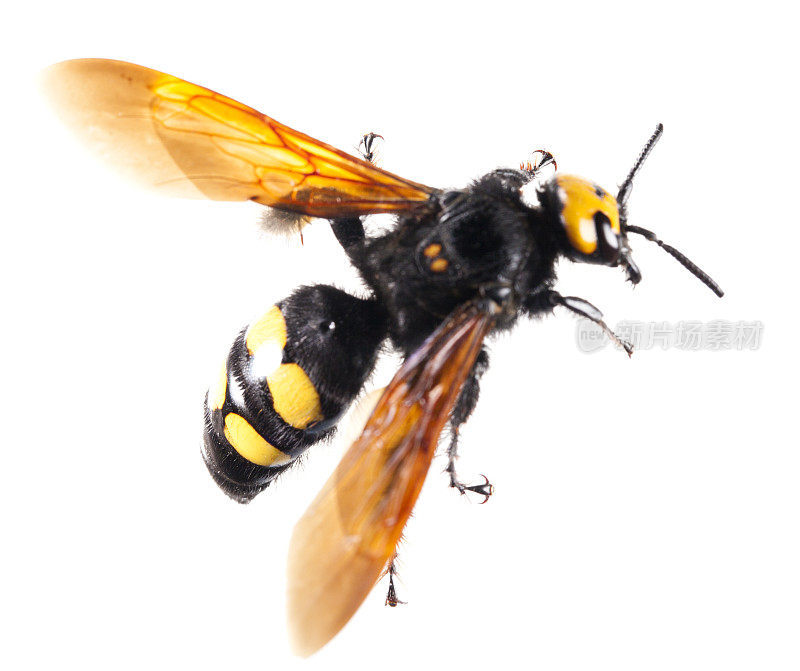 猛犸象黄蜂，白斑巨蛾