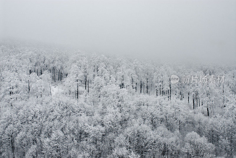 冬天的风景;落叶林下雪