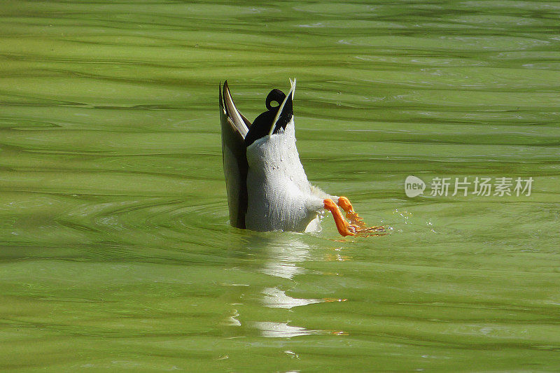 鸭潜水